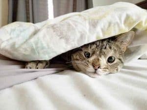 Una gata con un trastorno genético (su cuerpo es igual a cualquier gato, pero su cara cambia un poco, especialmente sus ojos) está acostada entre las sábanas de una cama.