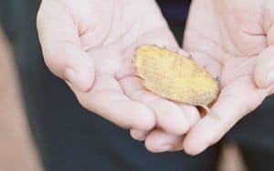manos mostrando una hoja amarilla de un árbol